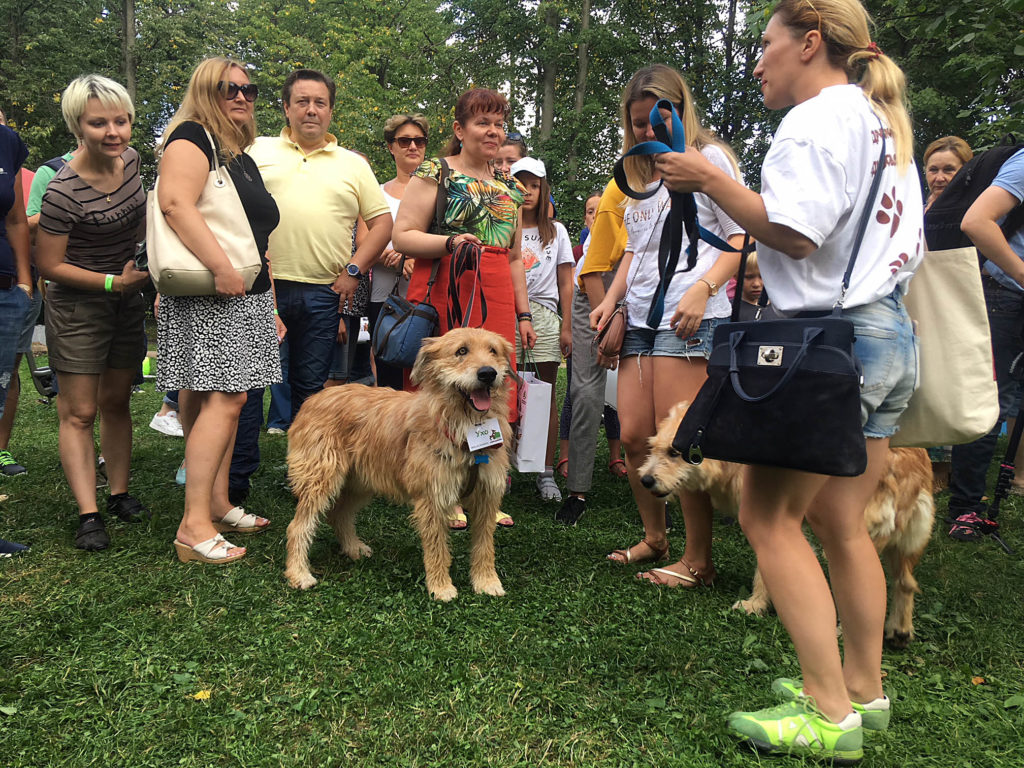 АСЦ, официальный дилер ŠKODA, помогает собакам из приюта «Дубовая Роща» найти семью!